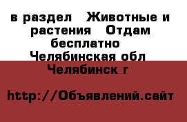  в раздел : Животные и растения » Отдам бесплатно . Челябинская обл.,Челябинск г.